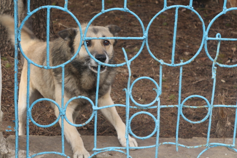 В микрорайоне Челябинска ввели карантин из-за гибели собаки от бешенства