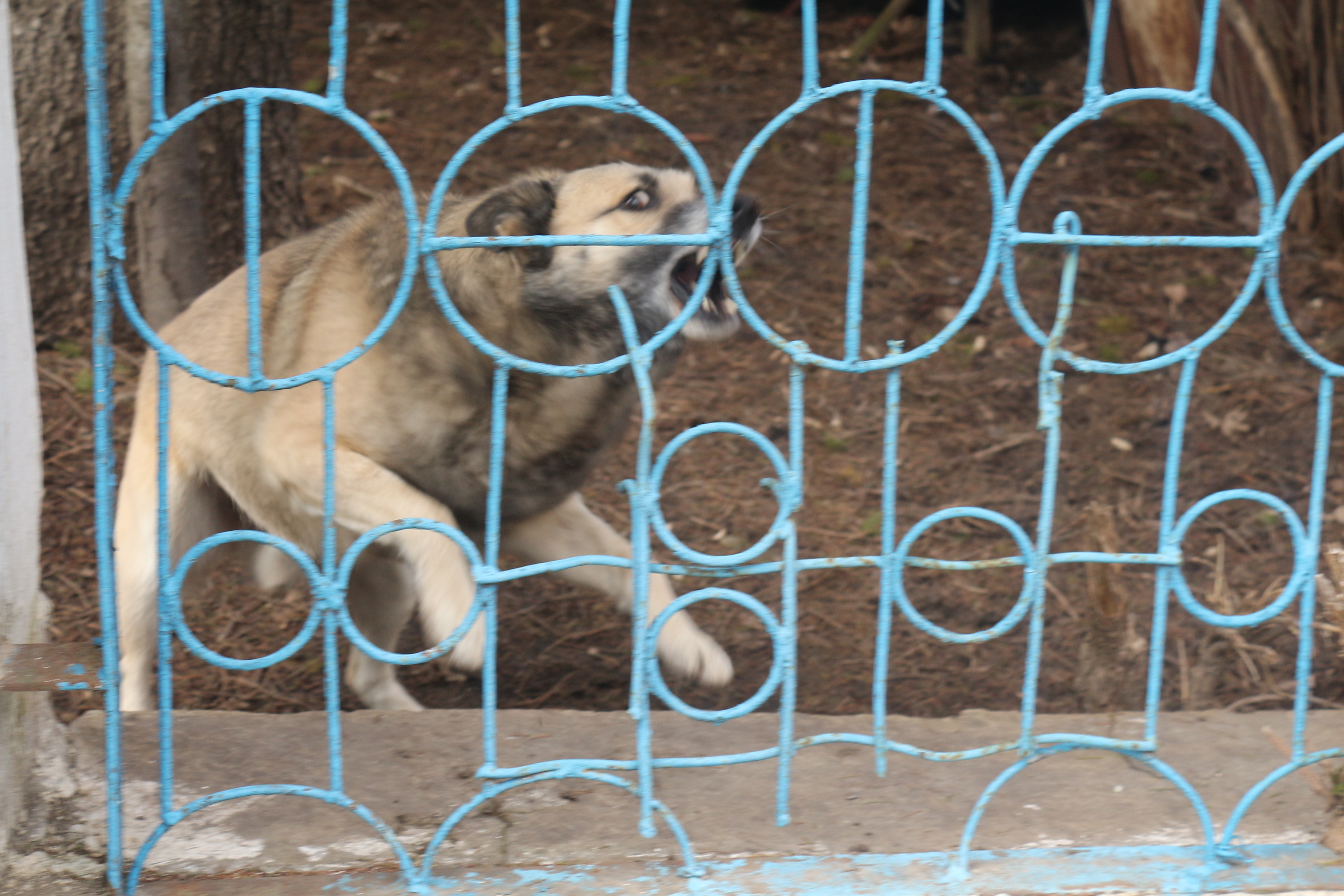 6 животных погибли от бешенства в Челябинской области за прошлый месяц