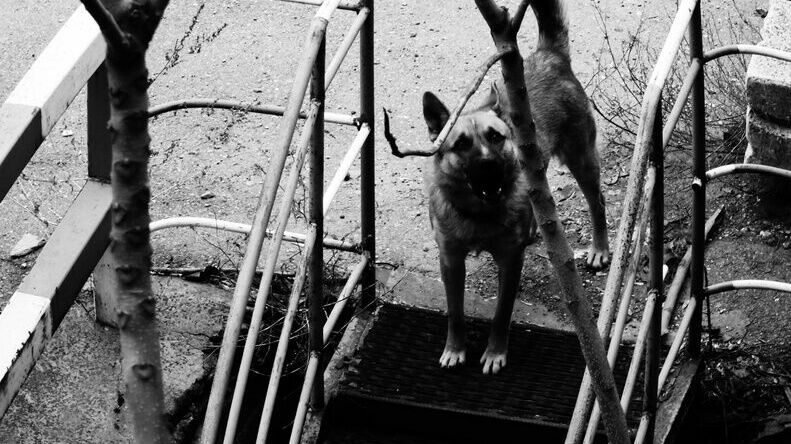 Бездомные собаки не дают спать жителям поселка под Челябинском