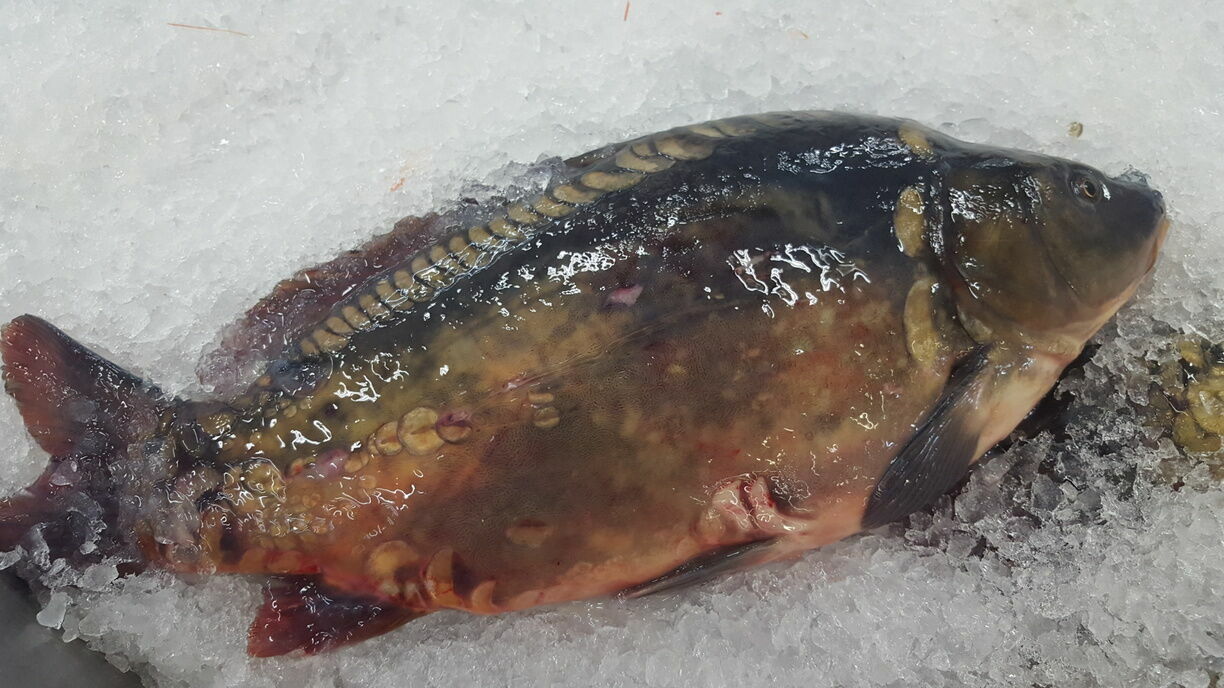 «Рыбачил» в гипермаркете: челябинец хотел украсть живую рыбу из магазина