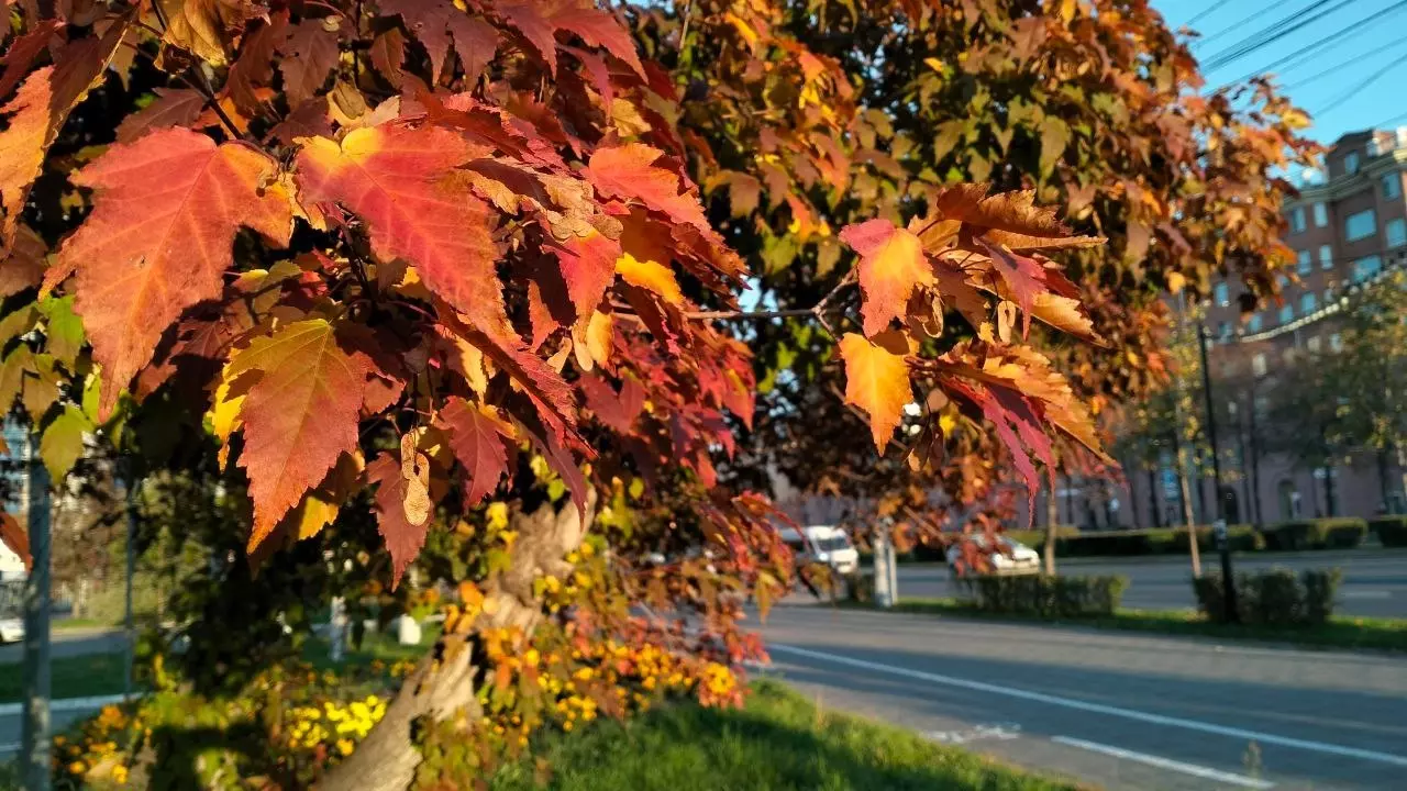 Золотая осень на проспекте Ленина в Челябинске
