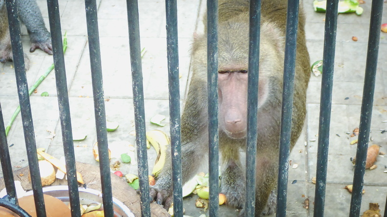 Отобранных у контрабандистки обезьян вернули в Зоопарк Челябинска