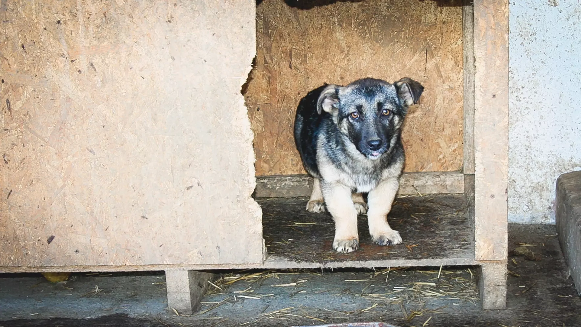 В Челябинске щенок обрел хозяина и уехал на СВО