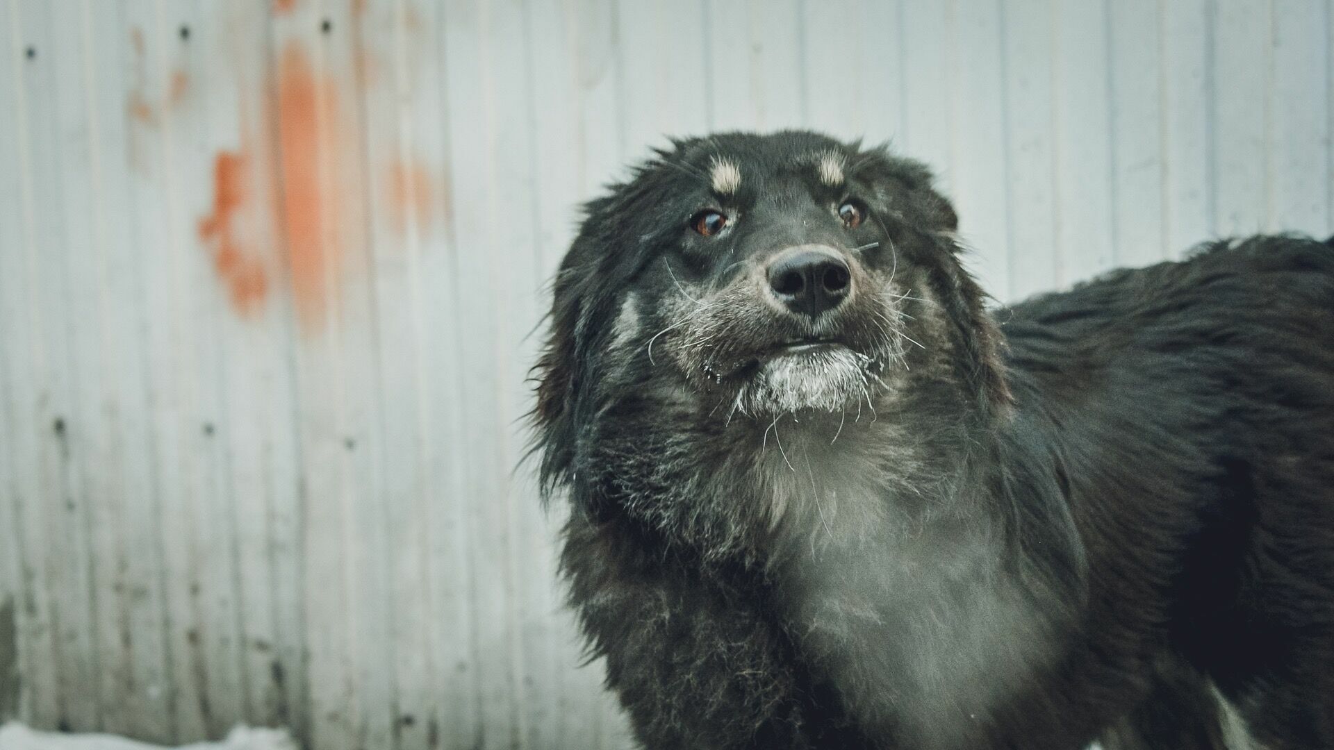 С каждым годом все больше: ситуация с бездомными собаками ухудшается в Магнитогорске