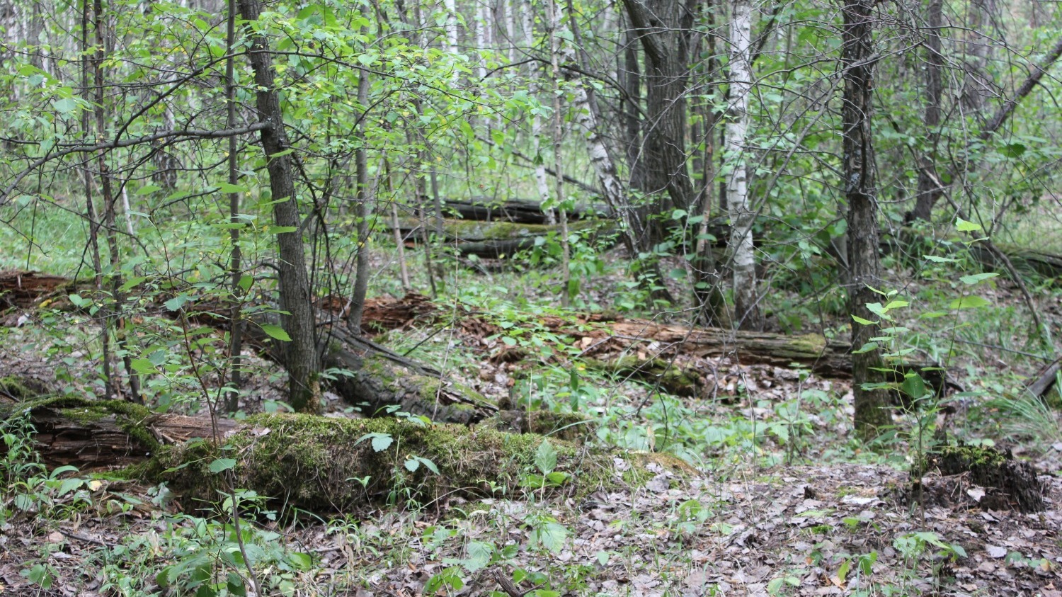 В сосновом бору Челябинска много упавших старых деревьев
