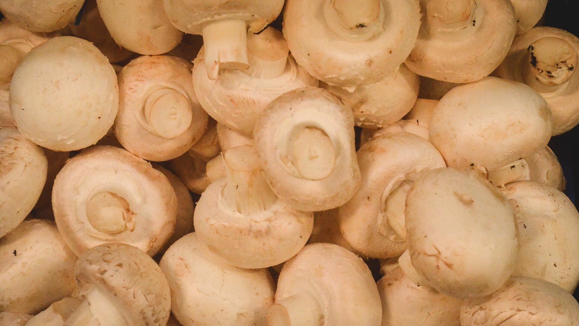 300 тонн грибов можно вырастить: ферма продается в Челябинской области за 65 млн руб