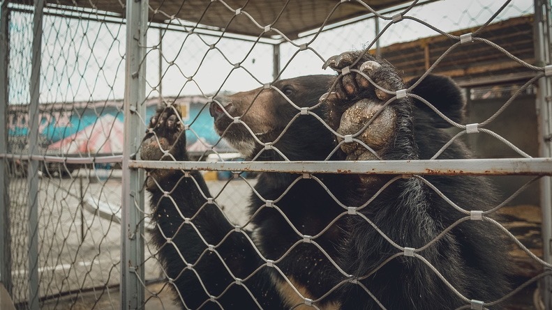 В зоопарке Челябинска скончалась медведица Алиса