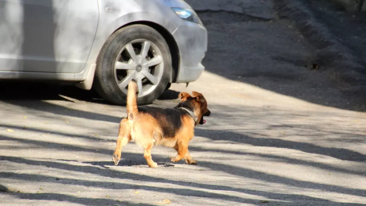 Магнитогорские собачники превратили детскую площадку в «поле боя» за парковку