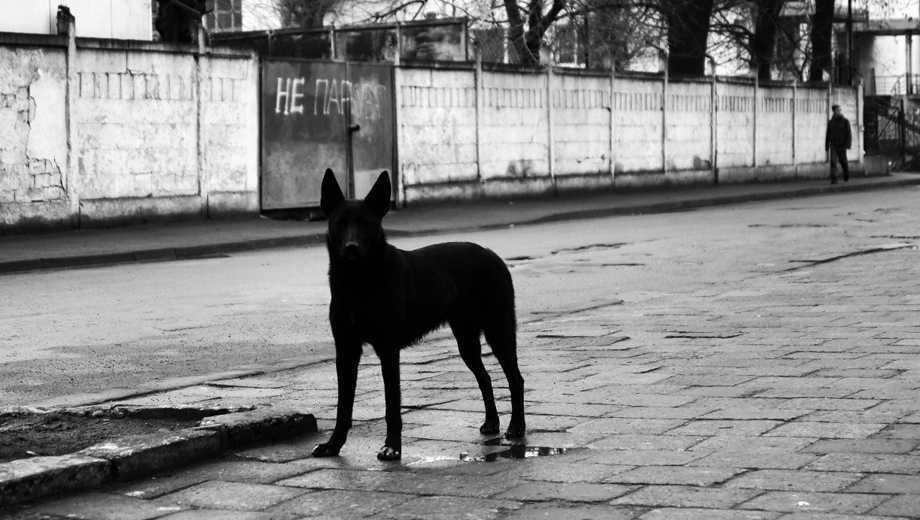 11-летнюю девочку после нападения собак увезли на «скорой» в Челябинской области