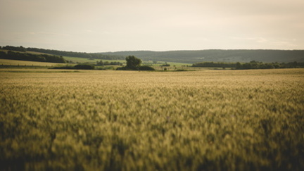 С урожаем пшеницы плохо дело в Челябинской области