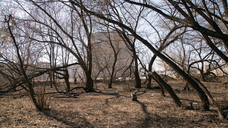 Более 800 погибших деревьев спилят в Никольской роще в Челябинске