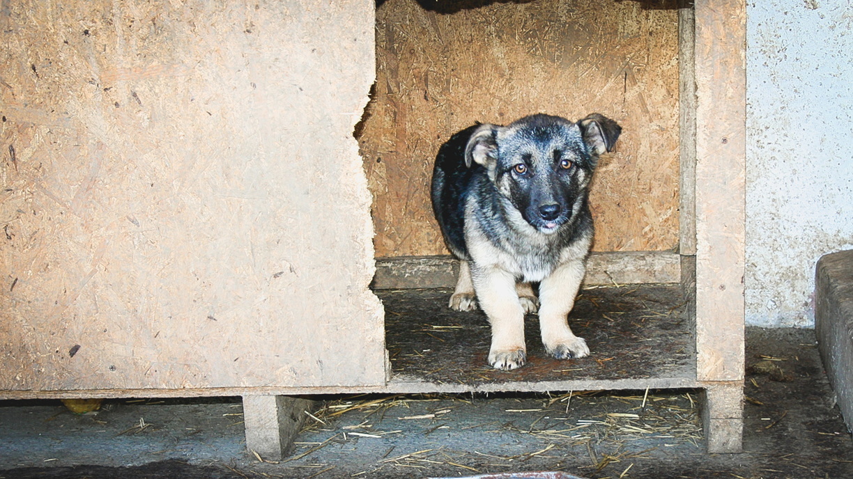 Приговор вынес суд живодеру, выбросившему из окна собаку в Челябинской области